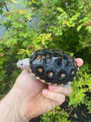 Ornate Diamondback Terrapin Male