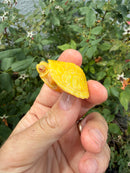 Albino Florida Red Bellied Turtle 2026