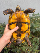 Red Foot Tortoise Adult Female