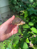 Florida Box Turtle 2021 Female