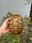 Mesopotamian Greek Tortoise Adult Female