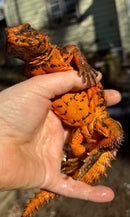 Red Niger Uromastyx Adult Pair
