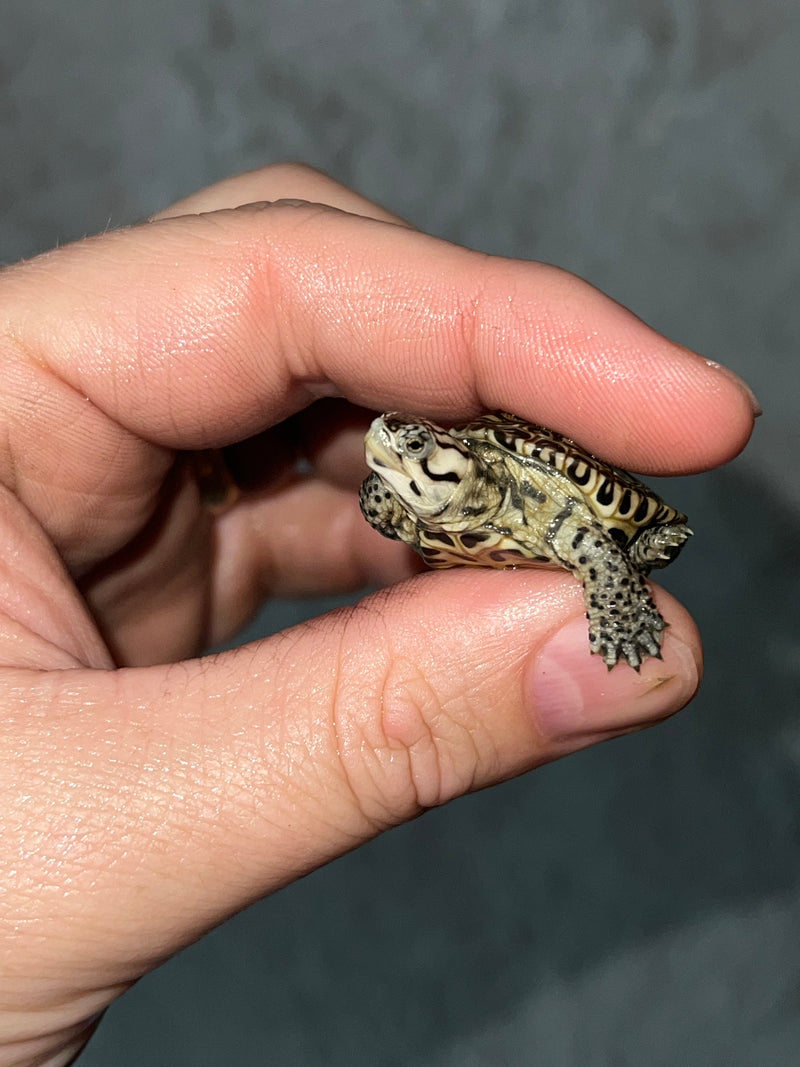 Hi White Concentric Diamondback Terrapin 2023