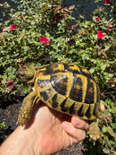 Eastern Hermann's Tortoise Adult Female