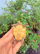 Hypomelanistic Cherryhead Red Foot Tortoise Baby 2026