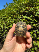 Leopard Tortoise 2024