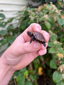 Keeled Box Turtle Baby