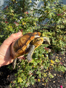 Hypo Yellow Scorpion Mud Turtle Adult Pair