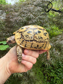 Libyan Greek Tortoise Adult Female
