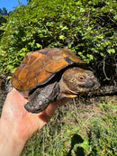 Keeled Box Turtle Adult Female