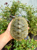 Concentric Diamondback Terrapin Adult Female