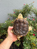 Hypomelanistic Common Snapping Turtle 2024