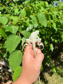 Snow Green Iguana 2024