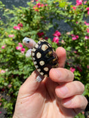 Ornate Diamondback Terrapin Female
