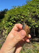 Keeled Box Turtle Baby 2025