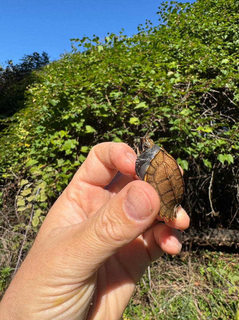 Keeled Box Turtle Baby 2025