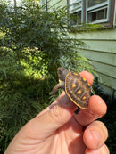 Hi Color Orange Baby Eastern Box Turtle