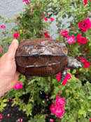 Reeves Turtles Adult Female