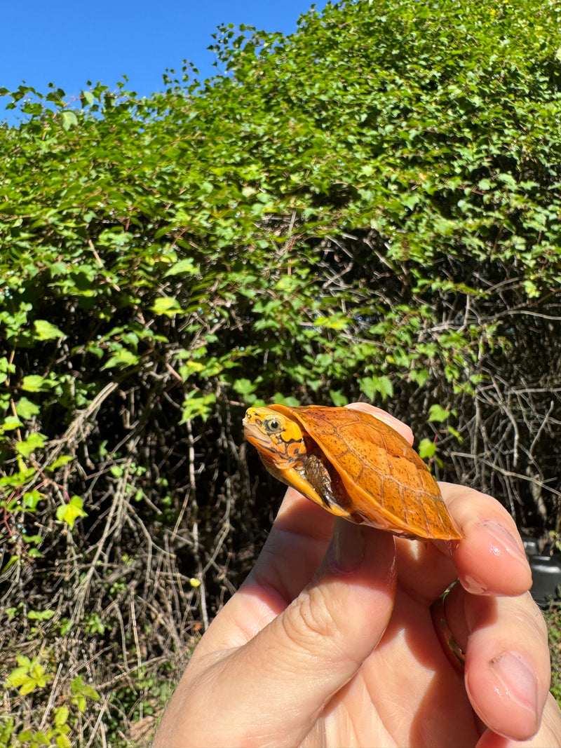Bourret's Flowerback Box Turtle 2025