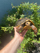Red Foot Tortoise Adult Female