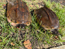 Mexican Giant Musk XXL Adult Pair