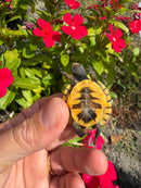 Hi Color Orange Baby Eastern Box Turtle