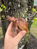 Spiny Hill Turtle CB 2024