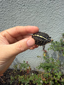 HI YELLOW Florida Box Turtle