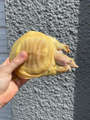 Albino Chinese Softshell Turtle Adult Male