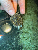 Hi White Concentric Diamondback Terrapin 2025