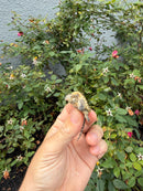 Hypomelanistic Common Snapping Turtle 2026