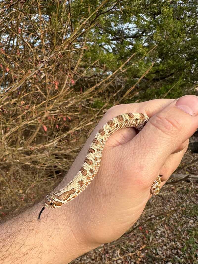 Anaconda Western Hognose Snake Female