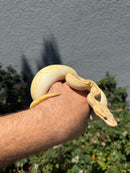 Banana Ball Python Mixed Morph Female