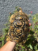 Leopard Tortoise Sub Adult Male