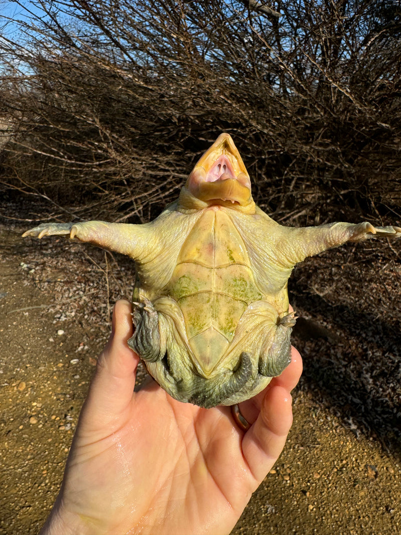 Vampire Musk Turtle Adult Pair