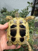 Eastern Hermann's Tortoise Adult Female