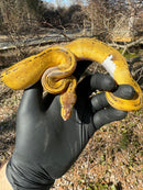 Pastel Pinstripe Low White Pied Ball Python Female