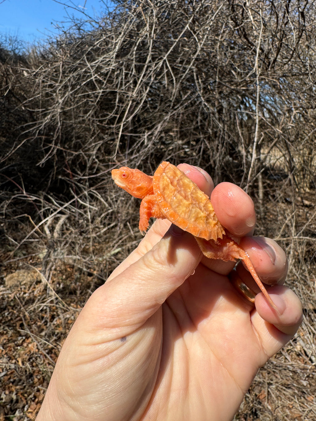 Baby Albino Common Snapping Turtles For Sale | American Reptile ...