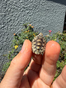 Pastel Clown Common Musk Turtle Baby 2026