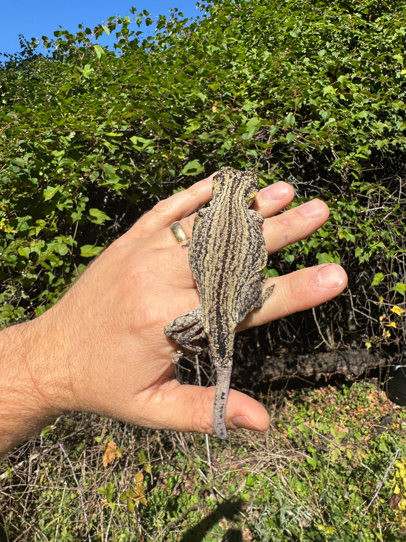 Gargoyle Gecko Adult Female