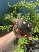 Red Foot Tortoise Adult Female