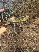 Florida Box Turtle Adult Female