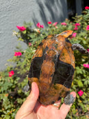 Twist-necked Turtle LTC Male