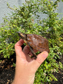 Flat Shell Turtle Juvenile Female 2025