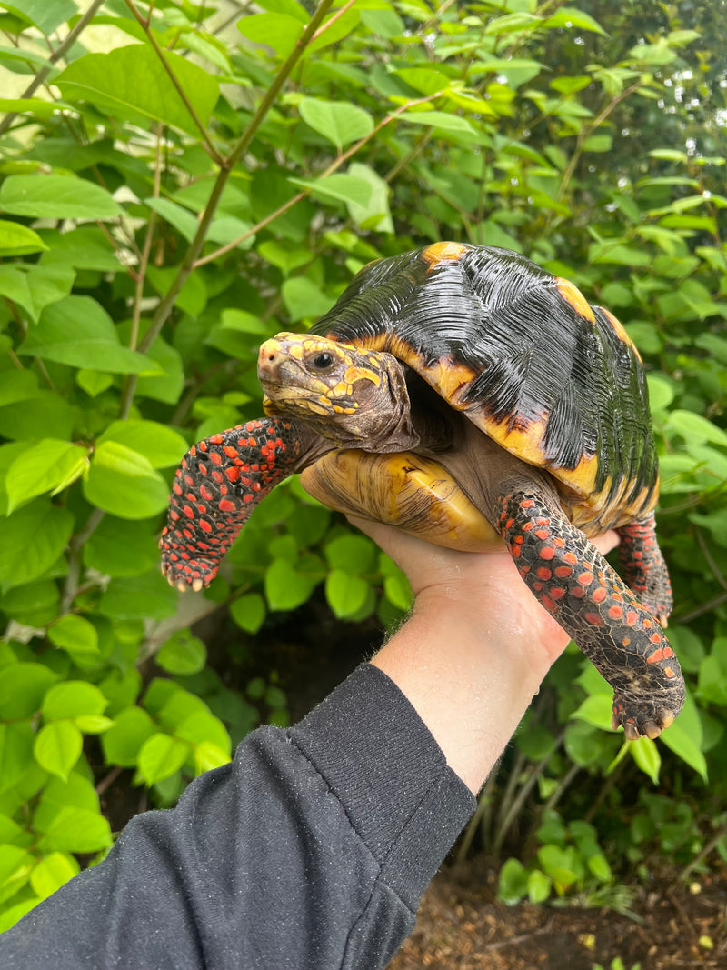 Suriname Red Foot Tortoise Adult Male