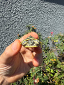 Pastel Clown River Cooter Turtle Baby 2026
