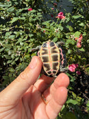 Indian Pink Ringed Tent Turtle