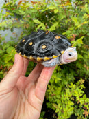 Ornate Diamondback Terrapin Female