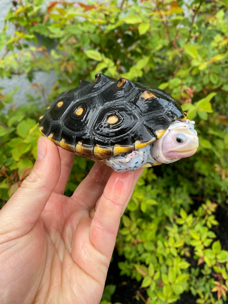 Turtles For Sale | Buy Rare Turtles Online | American Reptile