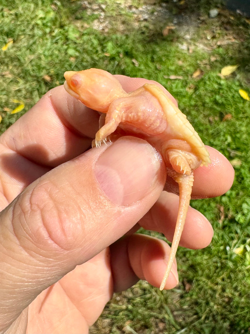 Baby Albino Common Snapping Turtle (One Eyed) (Chelydra serpentina)